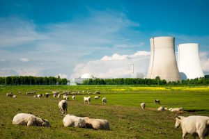 nuclear power plant and sheep